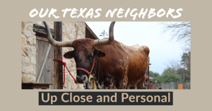 Texas Longhorns up close and personal