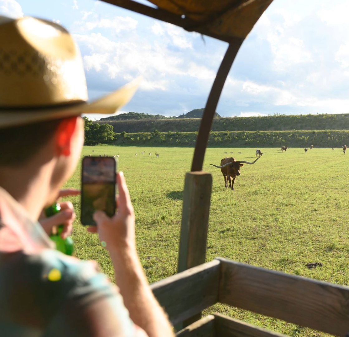 A guest takes a picture of a Texas Longhorn