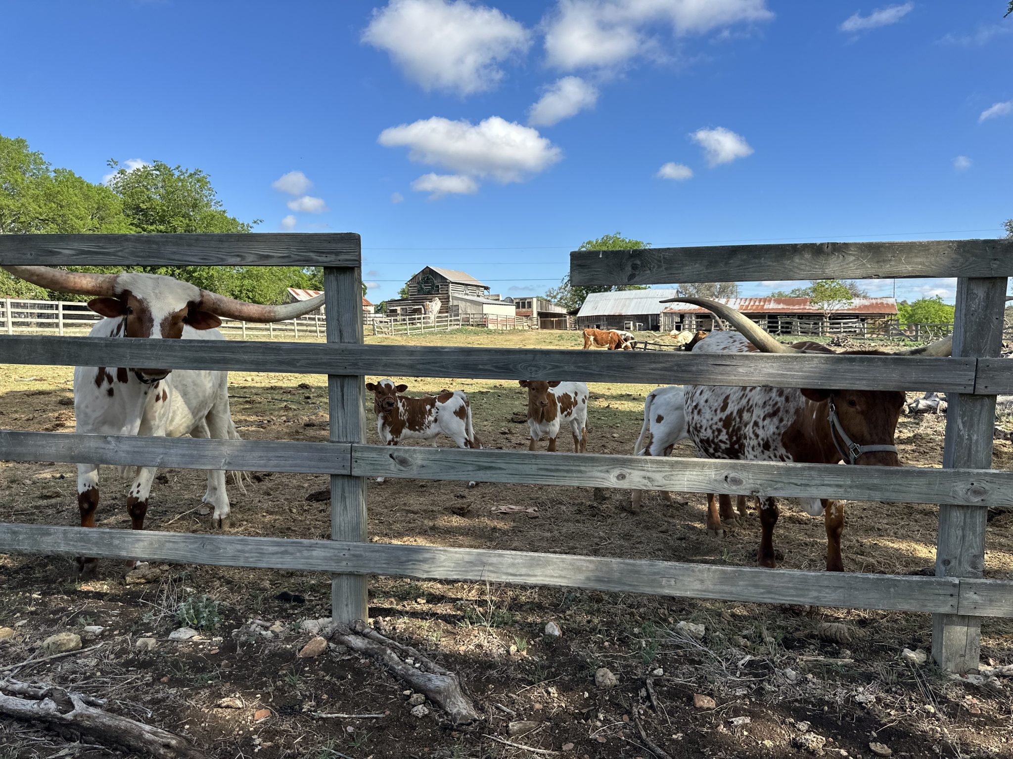 Enchanted Springs Ranch photo