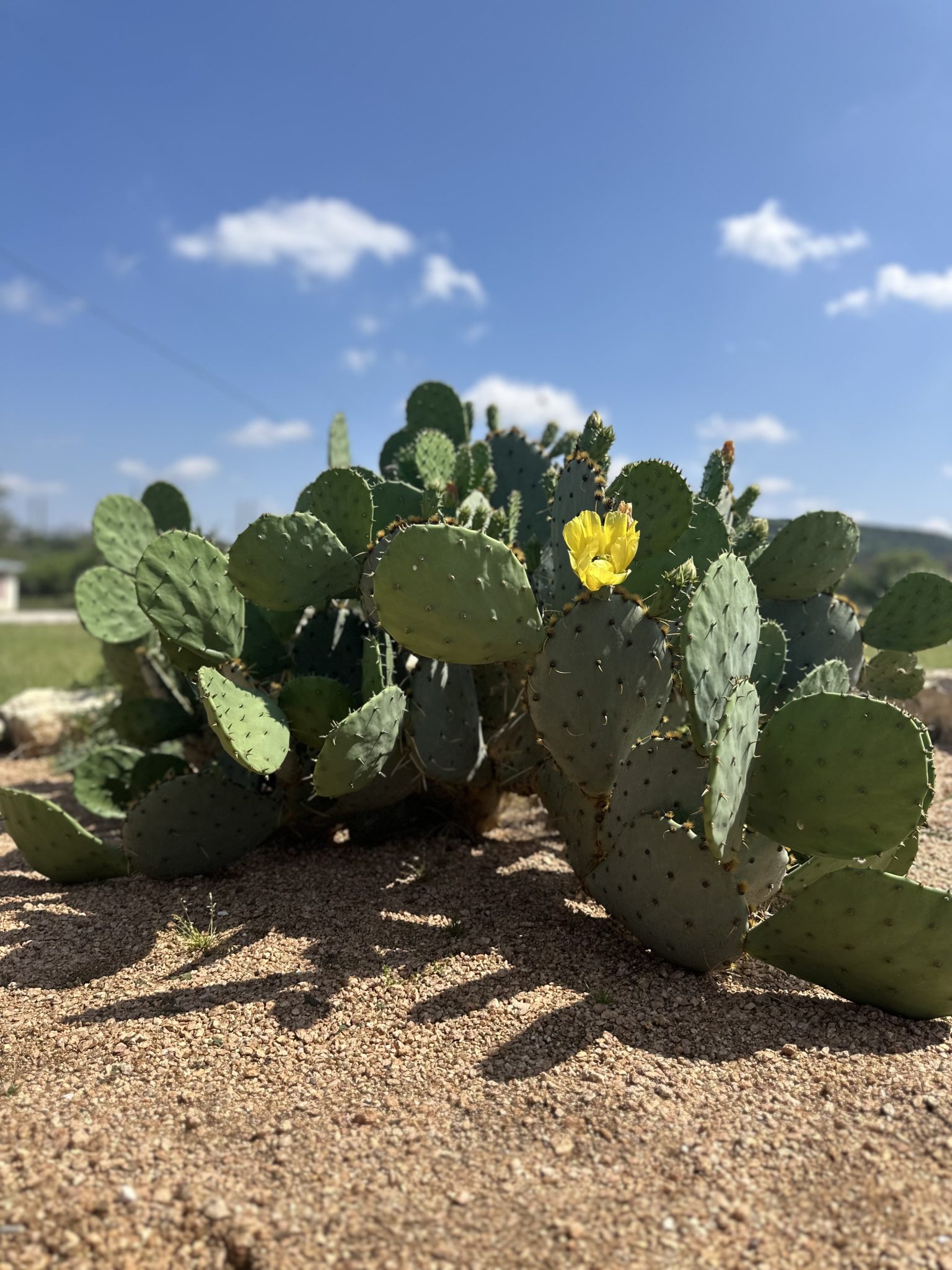 Enchanted Springs Ranch photo
