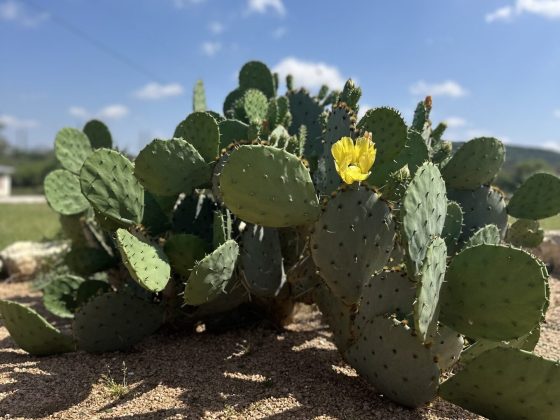ESR Cactus Bloom
