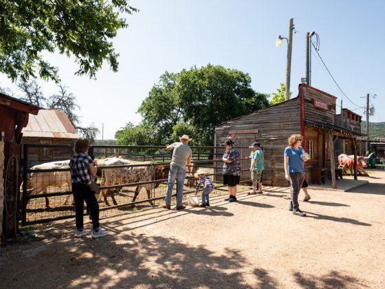 Group meeting the Texas Longhorns at Enchanted Springs Ranch