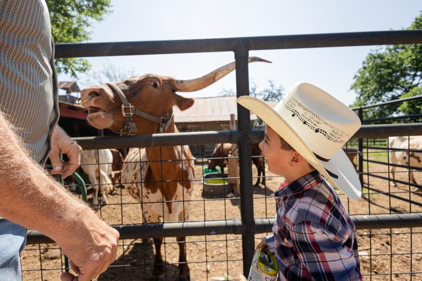 A child in a cowboy hat meeting a Texas longhorn at the rail during a company picnic