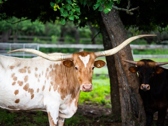 Texas longhorns resting under a live oak in the Hill Country pasture